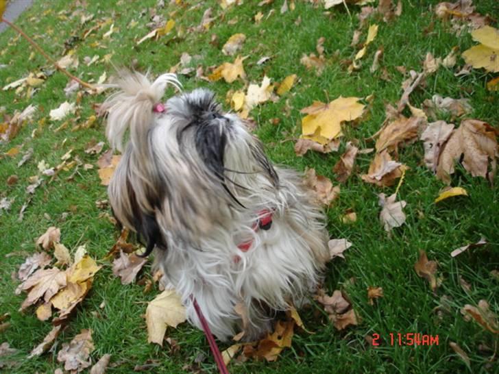 Shih tzu malu og milla her - en tur i pakken med malu :) billede 2