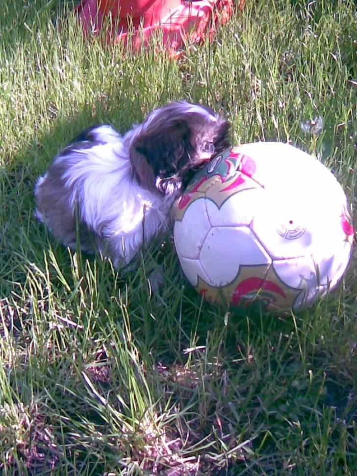 Shih tzu malu og milla her billede 3