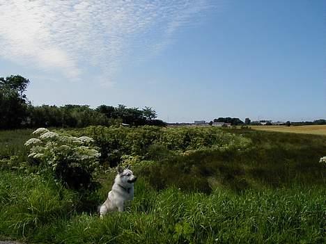 Norsk buhund Cobbe *død* billede 12