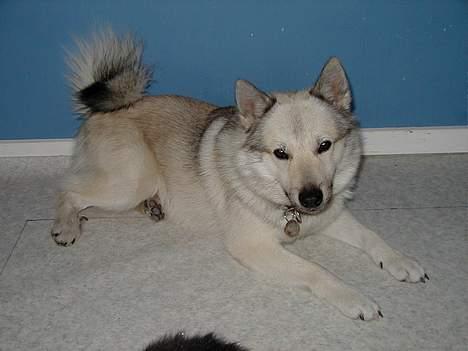 Norsk buhund Cobbe *død* billede 13