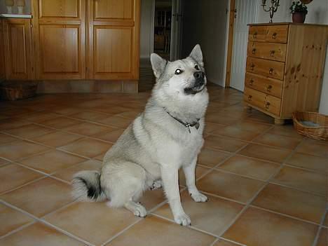 Norsk buhund Cobbe *død* billede 14