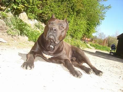 Amerikansk staffordshire terrier Targo  billede 20