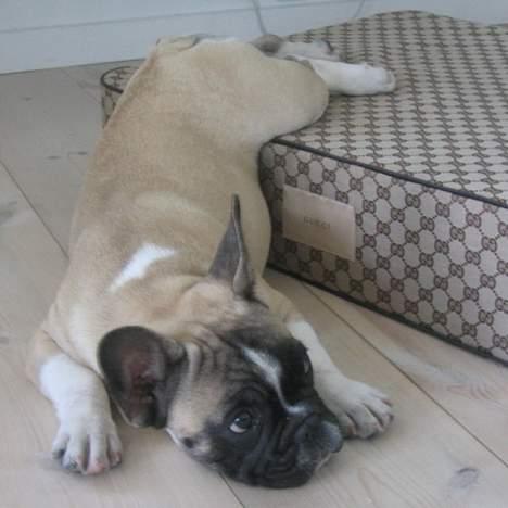 Fransk bulldog Alma Rosina - Jeg elsker min nye hvilepude..... billede 7