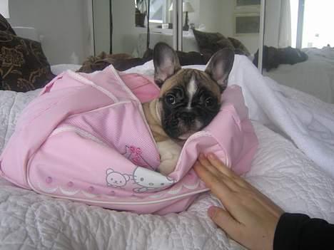 Fransk bulldog Alma Rosina - Kitty er et hit... billede 8