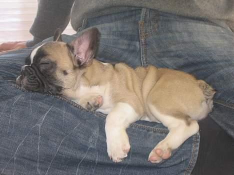 Fransk bulldog Alma Rosina - Lidt for meget hud måske,- men jeg skal jo vokse... billede 9