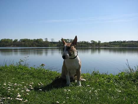 Bullterrier miniature Rocco billede 14