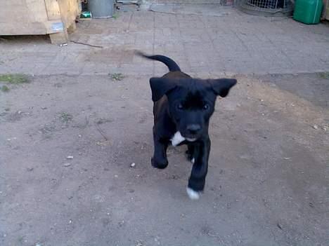 Blanding af racer Loui - Det er så Loui :) billede 1