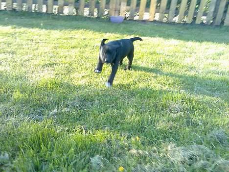 Blanding af racer Loui - Fuld fart på billede 3