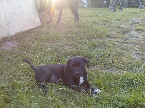 Blanding af racer Loui - Så blev vi lidt træt  billede 4