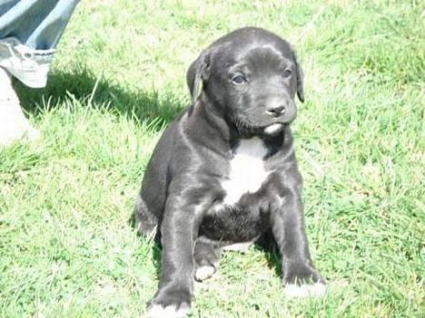 Blanding af racer Loui - Loui som helt lille billede 5