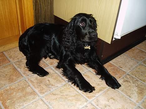 Cocker spaniel Lady - Så er jeg blevet 6 måneder, er jeg ik blevet flot!!! billede 15