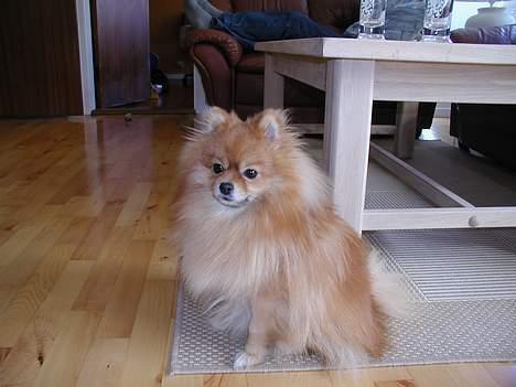 Pomeranian Topsy's Balou billede 8