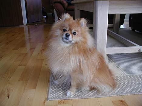 Pomeranian Topsy's Balou billede 9