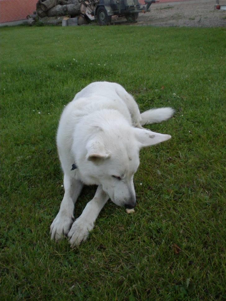 Hvid schæfer Qvikki billede 8