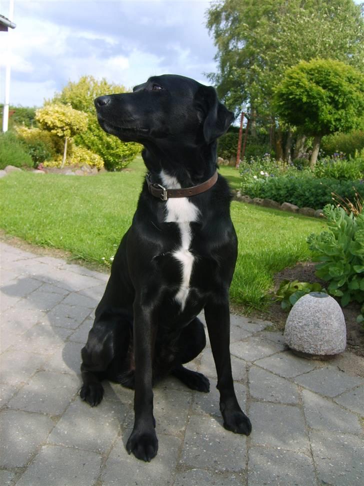 Blanding af racer Buster - nye billeder. :) billede 1