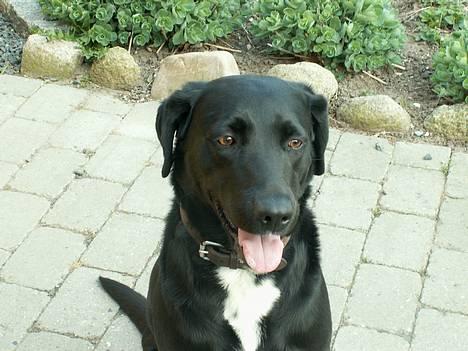 Blanding af racer Buster - han er bare så sød,  billede 2