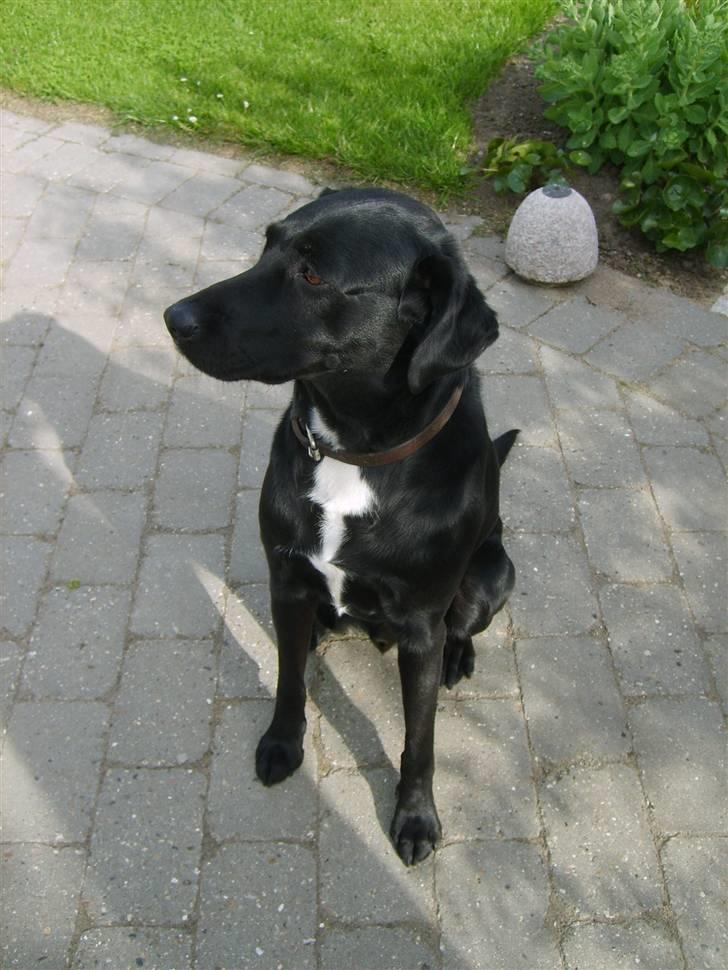 Blanding af racer Buster - nye bileder. <3 billede 3