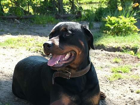Rottweiler Chili billede 18