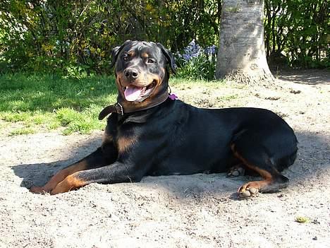 Rottweiler Chili billede 19