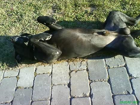 Labrador retriever Rollo - aaaah... dejligt at ligge i solen billede 12