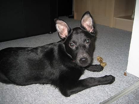 Australsk kelpie Gaia - Lige kommet mig efter en hård sygdomsperiode... men er 100% rask nu billede 6