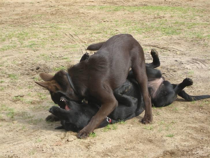 Australsk kelpie Gaia - Hjælp, jeg er fanget.... mor Tyson driller billede 7