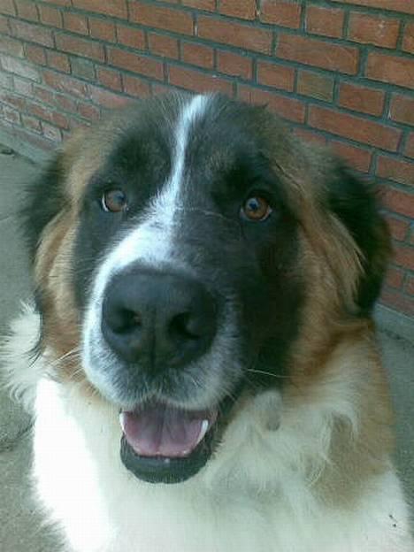 Sankt bernhardshund Mozart - Jeg er uimodståelig ikk??? billede 1