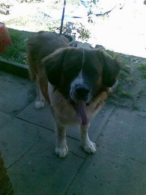 Sankt bernhardshund Mozart - Jeg er bare lalleglad billede 2