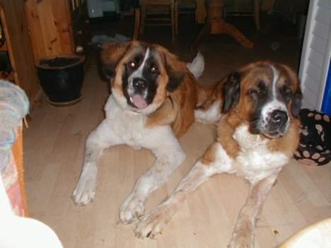 Sankt bernhardshund Mozart - Her er jeg så sammen med Gammelsmølfen Bianca billede 3