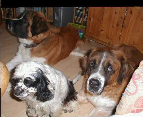 Sankt bernhardshund Mozart - Her er jeg så med kvinderne i mit liv: Hippiehunden Perle ( Amerikansk cocker) og Good old Gammelnok (bianca) billede 4