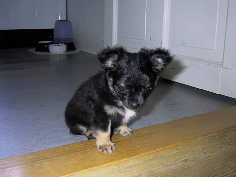Chihuahua Niko Shamu Star - Her er jeg lille hvalp billede 7