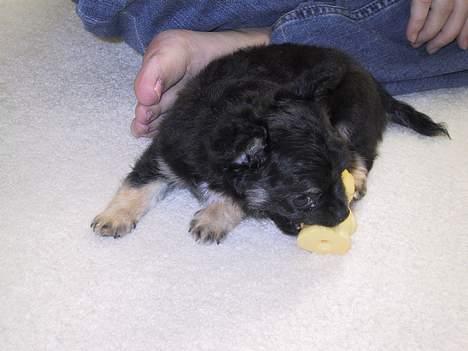 Chihuahua Niko Shamu Star - Mit ynglings legetøj billede 8