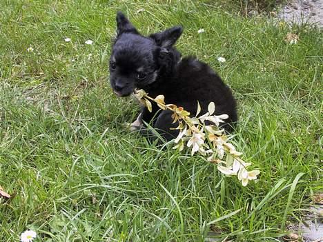 Chihuahua Niko Shamu Star - Min første ferie og jeg kunne finde mange ting at lege med billede 9