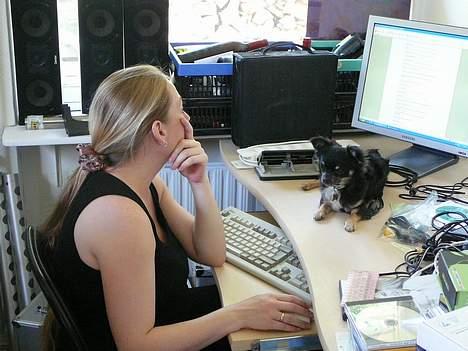 Chihuahua Niko Shamu Star - Hvad laver du mor billede 11