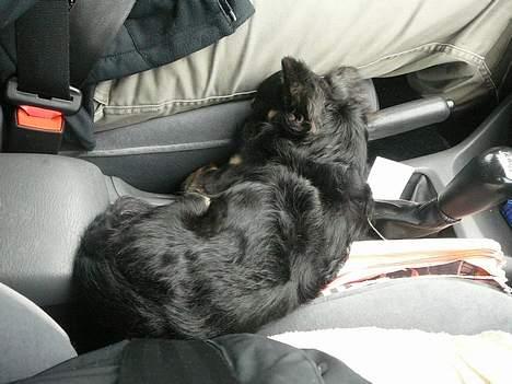 Chihuahua Niko Shamu Star - Når far kører bil ligger jeg godt og sover billede 12