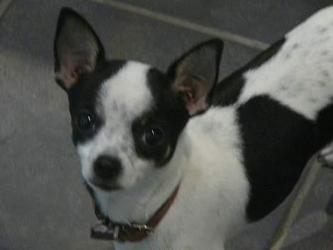 Chihuahua Chaplin Star billede 10