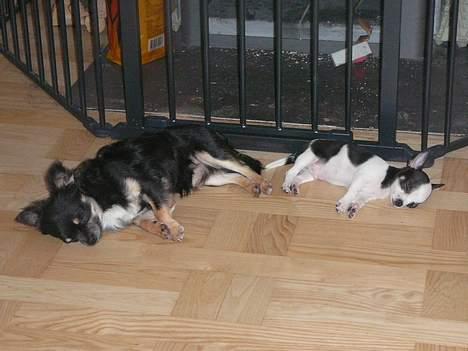 Chihuahua Chaplin Star - Hygge med Niko billede 11