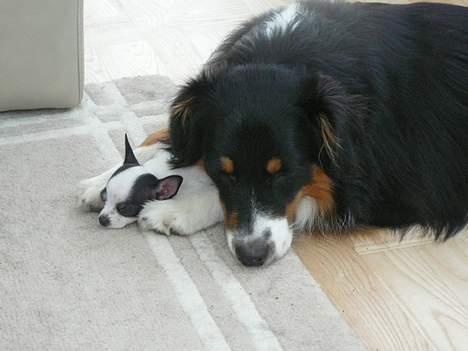 Chihuahua Chaplin Star - mig og Luca billede 12