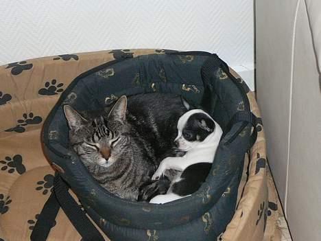 Chihuahua Chaplin Star - Mig og Jasmin -hun er også hyggelig billede 13