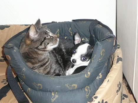 Chihuahua Chaplin Star - Vi putter sammen billede 14