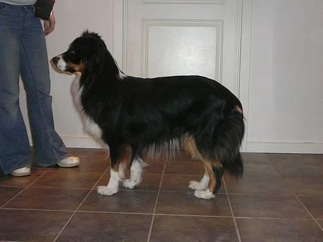 Australian shepherd *Luca* - Øver til Udstilling billede 13