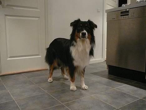 Australian shepherd *Luca* - Gider ikke billede 14