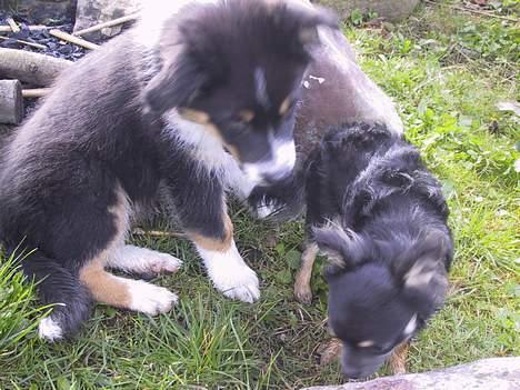 Australian shepherd *Luca* - Jeg er hvalp med Niko billede 15