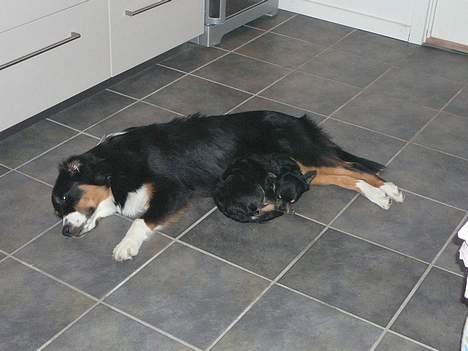 Australian shepherd *Luca* - Nu er jeg stor med Niko billede 16