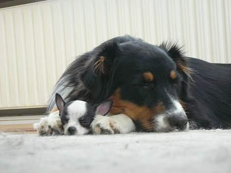 Australian shepherd *Luca* - Putter med lille Chaplin billede 17