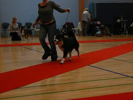 Australian shepherd *Luca* - Til udstilling billede 18