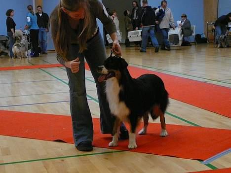 Australian shepherd *Luca* - Skal jeg virkelig stå pænt billede 19