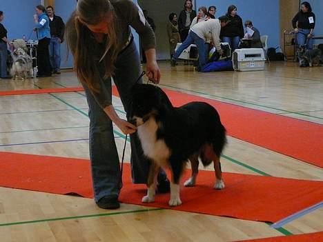 Australian shepherd *Luca* - Okay så... billede 20