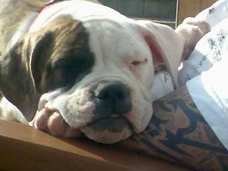 Amerikansk bulldog Matheos Raya - en dëjlig lur i solen sammen med min ejer billede 7