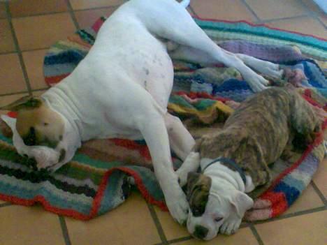 Amerikansk bulldog Matheos Raya - Ja her ligger jeg og slapper af med min dejlige bror.... billede 8